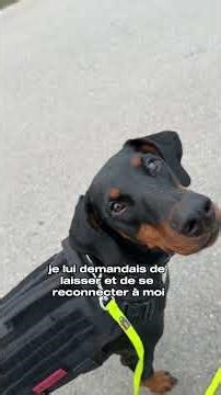 Il veut manger tous les chats 🐈