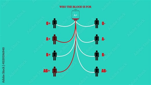 Blood group compatibility chart. Blood group compatibility table. Blood group table. Blood groups for donation.human blood types rendering. blood donation with all possible blood group combinations.