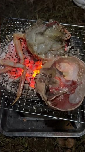 「炭火」タラバガニじゃない！ズワイガニを炭火で焼いて喫食「キャンプ飯」 #shorts #七輪 #炭火 #キャンプ飯 #カニの炭火焼き