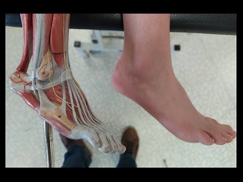 Tendons du pied Palpation