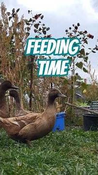Ducks are so LOUD! #khakicampbell #feedingtime #duckquack