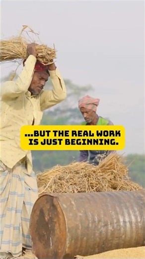 The Hardest Part of Rice Farming Most People Don’t See This 🌾