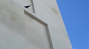 A smart crow methodically removed bird prevention spikes from the ledge of a new building. It plucked every strip and threw them down to the ground, making people passing down on the street look up in awe. | Jukin Copyright Management | Facebook