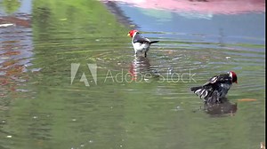Group of Yellow-billed cardinals (Paroaria capitata) bathing in a puddle, Big island, Hawaii, USA