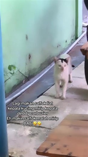🐈‍⬛🐷 : Anj bgst