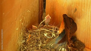 Swallow bird feeding their chicks as a parent. Swallows' nests in early summer. Small chicks begging for food loud and get fed by their bird parents. Slow motion close up.