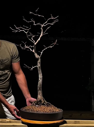 Bald cypress repot and styled today. First styling was in July 2020. I love the delicate movement of this tree. . . . . . . . . #bonsai #bonsailife #bonsaigram #bonsaitree #americanbonsai #bonsaiartist #bonsaiart #bonsailove #bonsailovers #bonsaitrees #bonsaigarden #bonsaiworld #bonsaiaddict #bonsais #bonsaitechniques #tropicalbonsai #tropicalbonsais #americanbonsai #bonsaicollection #bonsaiphotography #baldcypress #baldcypressbonsai