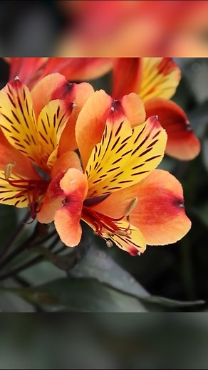 Alstroemeria 'Indian Summer' is simply breathtaking, producing vibrant flowers against unique rich bronze foliage. #gardeninspiration #gardening #gardeninguk #gardendesign | Gardening Express