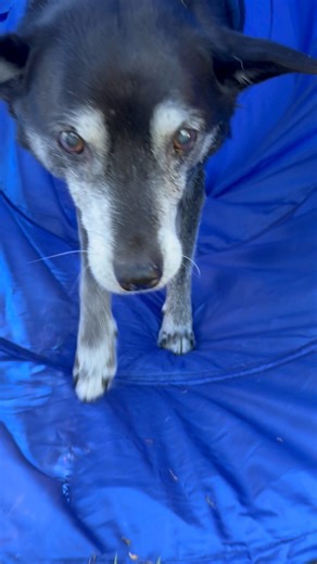 The saddest and happiest moments of being Deanie's mom is watching him struggle to do the things he used to love to do. Watch to the end if you can use a sweet uplifting smile.today! And share with friends who you love!🩷🐾🩷 #seniordog #rescuedog | Piglet, the deaf blind pink puppy.