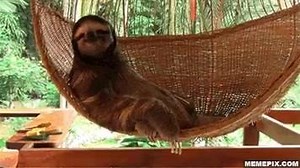 In honour of David Attenborough 🌍 and Friday, here’s a very chilled sloth. 😍 | STA Travel