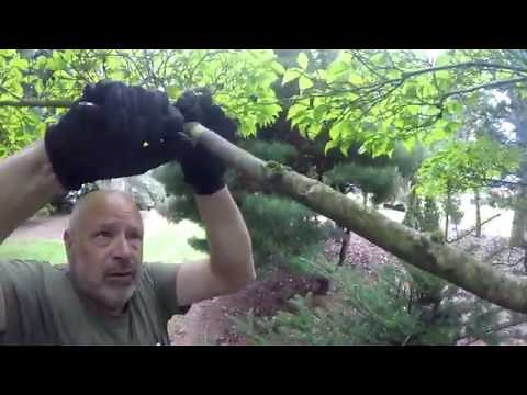 Air Layering of Trees | How to Air Layer