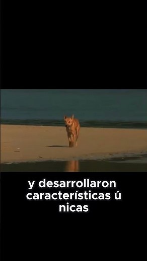 The origin of dingoes