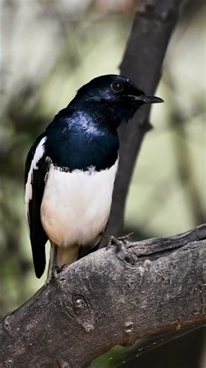 Oriental Magpie-Robin