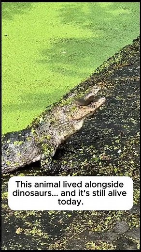This animal lived alongside dinosaurs... and it's still alive today.