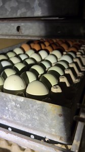 Here are some great beginner tips on how to start successfully incubating your own chicks. During the first seven days of chicken egg incubation, it’s important to keep the temperature steady at around 99.5°F (37.5°C) and the humidity around 50-55%. Turn the eggs at least 3 times a day to keep the embryo from sticking to the shell—some incubators do this automatically. By day 7, you can “candle” the eggs with a flashlight in a dark room to check for signs of development like veins or a small dar