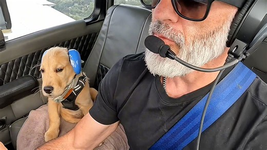 Puppy goes on plane rides with his dad