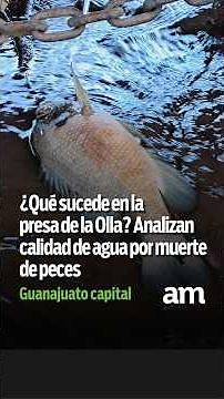 What is happening at Presa de la Olla? Water quality being analyzed following fish die-off