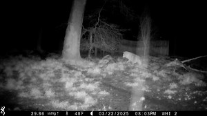 8.4K views · 454 reactions | It’s Trail Cam Sunday! More than 80% of wolf hunts fail to capture prey. Even a mouse evaded Grayling one recent night, slipping past him to scamper down the wolf path. _ #wolfhaveninternational #sanctuary #education #conservation #trailcam #wolf #wolves #wolfhunt #huntfail #speedymouse | Wolf Haven International | Facebook