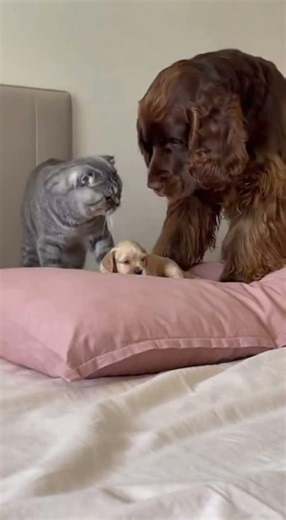 Scottish Fold Bullies American Cocker Spaniel Puppy — Until Giant Cocker Mom Steps In