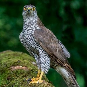 What is a Sparrowhawk?, Characteristics and Behavior ▷➡️ Postposmo