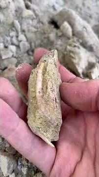 Incredible whale tooth found at sharktooth hill!