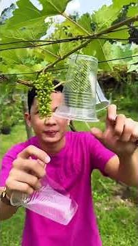 Grape Flower Update 🍇 | How to Grow Grapes Successfully | Vineyard Tips