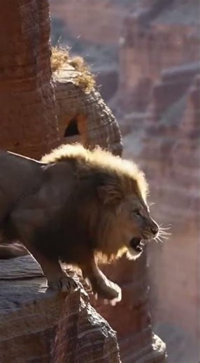 Lion's Epic Fail: Predator Falls Off Cliff! #LionFail #WildlifeDrama
