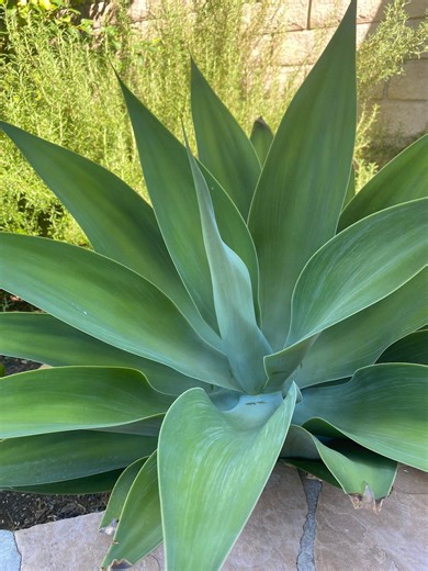 Foxtail Agave Attenuata: Stingless Succulent Plant - Etsy