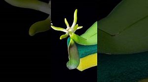 ROOTS Lyrics - SPONGE | eLyrics.net