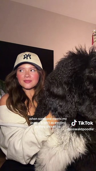my hand placement looks sus but no poodles were harmed in the making 🙏 🐩 💕 #pet #dog #standardpoodle #dogsoftiktok #fyp