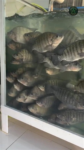 Don't make this mistake with your Tilapia tank #farming #fishkeeping #warning