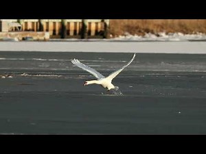 Mute Swans – Takeoff & Flight