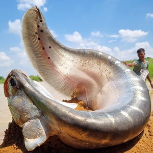 1.2M views · 5.3K reactions | Top 10 fishing video river side big stuck fish catching video. best 2024 fishing video #fishing | Only Fishing | Facebook