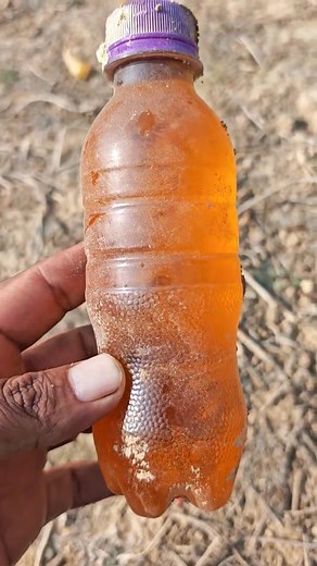 Waza color Food color used to keep away porcupine.. Is this only a myth or reality. .. 😂😂😂😂 | MY STATE MY PRIDE