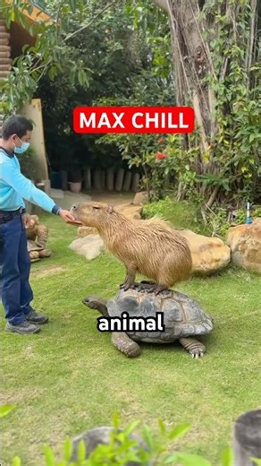 This Capybara Is More Chill Than Most Humans #animalshorts #funnyanimals #capybara #facts #shorts