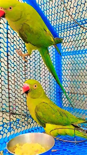 Indian parrot talking 🦜🦜#viral #mitthu