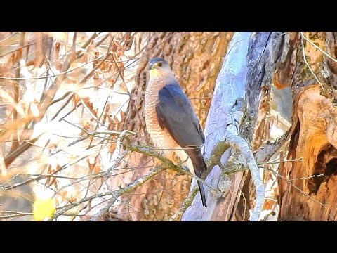 Cooper's Hawk - 2025