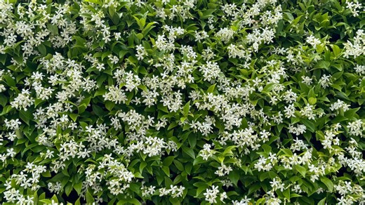 The climbing plant that'll cover your fence with beautiful foliage and fragrance