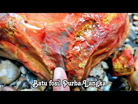Rare five-colored ancient fossil stone, thousands of years old, a rare type of fossil from the Ac...