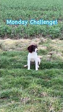Gundog Training Challenge Springer Spaniel left or right command #hunting #dog