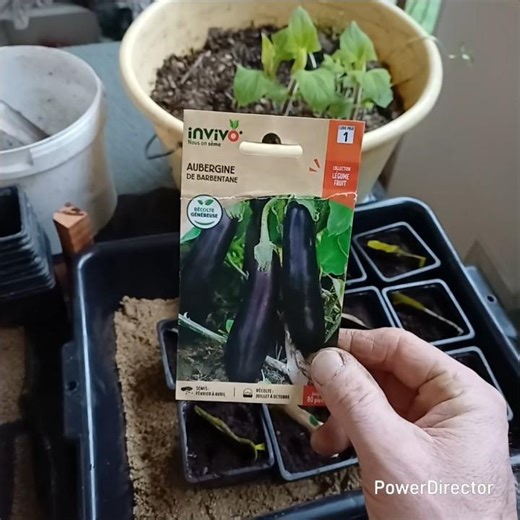 Semis en mini serre noir🤔