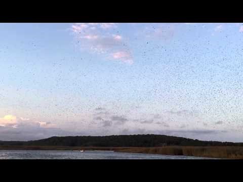Tree Swallow Migration on the Connecticut River