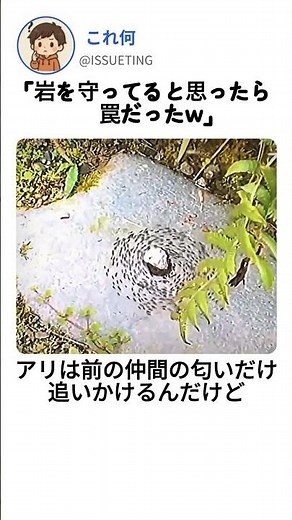 これが蟻の罠だ 😨 #shorts #insect