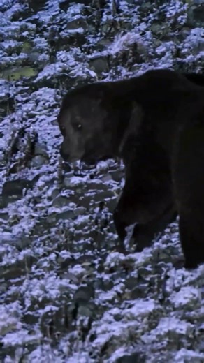 The Sound of a Bear Warning You