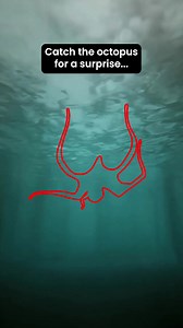 61K views · 133 reactions | 100% of people who don't try this can't catch the Octopus. All of them love the thought of a government grant towards a heat pump though. https://bit.ly/3WT6RhE #Octopus #Ad | Dadsnet | Facebook