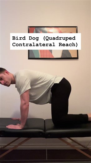Bird Dog (Quadruped Contralateral Reach) The bird dog is often viewed as a “basic” core exercise, but when executed with intention, it becomes a powerful drill for developing lumbopelvic control, cross-body coordination, and trunk stiffness. Biomechanics & Force Demands: In quadruped, the spine is placed in a relatively neutral, unloaded position. As the opposite arm and leg extend, the body must resist lumbar extension, rotation, and lateral flexion moments created by shifting the center of mas