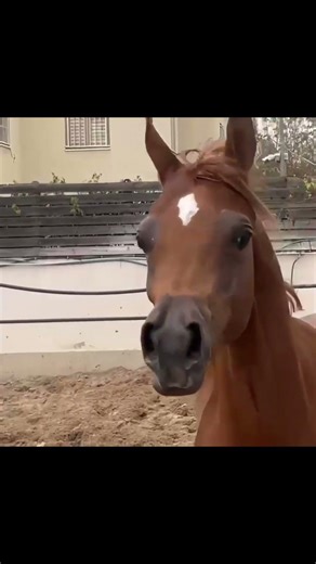 المميزه ياسمين من انتاج مرزان❤️