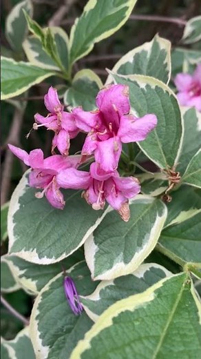 Weigela Florida #explorelearngrow #shortvideo #shrubs #flowersinbloom #nature #shorts