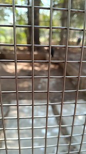 Giant stork #zoo | Mohit Gupta