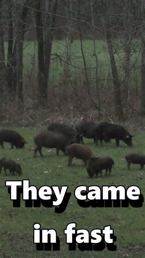 30 Hogs at Once | Hog Hunt #hoghunting #hoghunt #hunting #shorts #buckcreektv